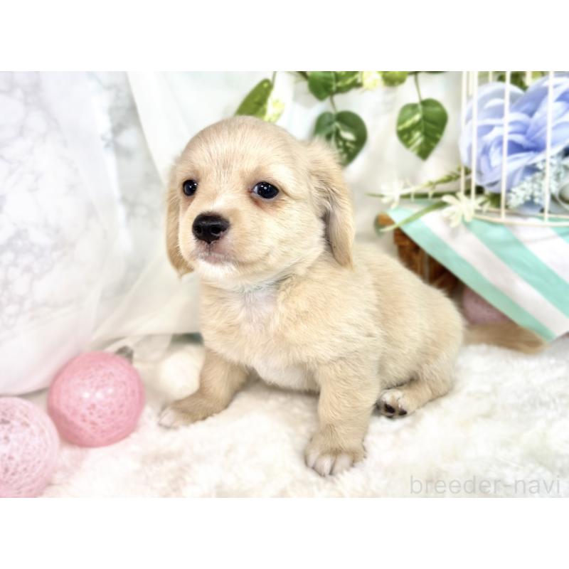 成約済の滋賀県のチワックス:チワワ×ミニチュアダックスフンド-413328の2枚目